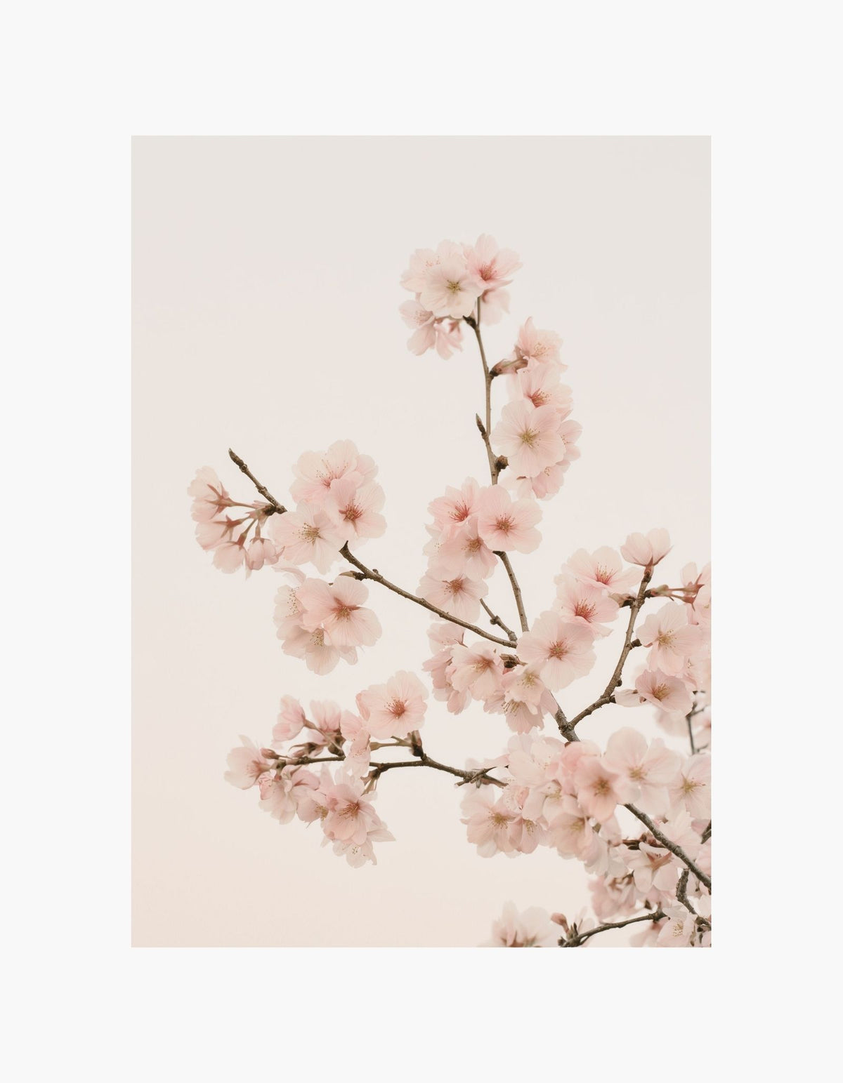 Cherry Blossom Poster