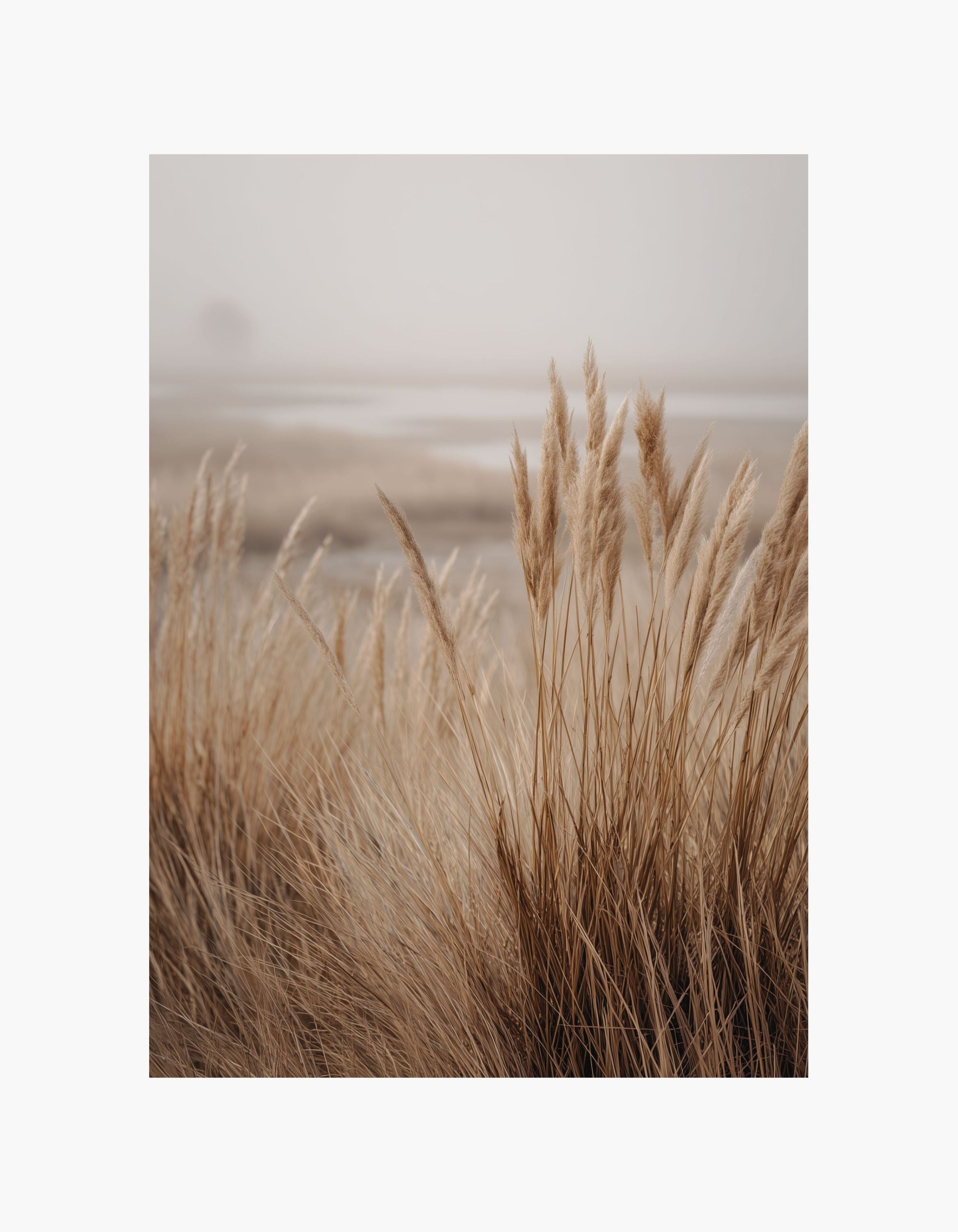 Soft Coastal Grass Poster