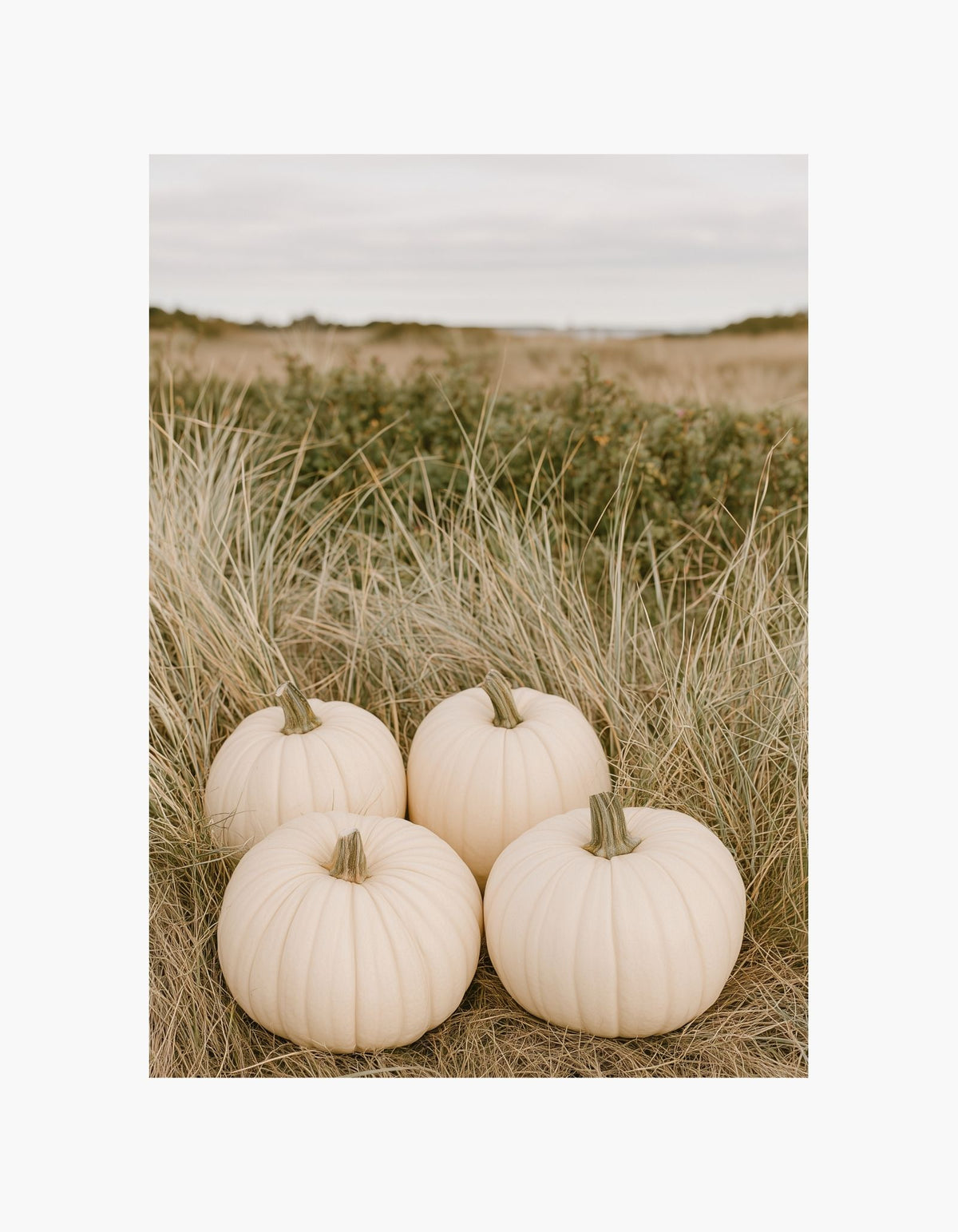White Pumpkins Poster
