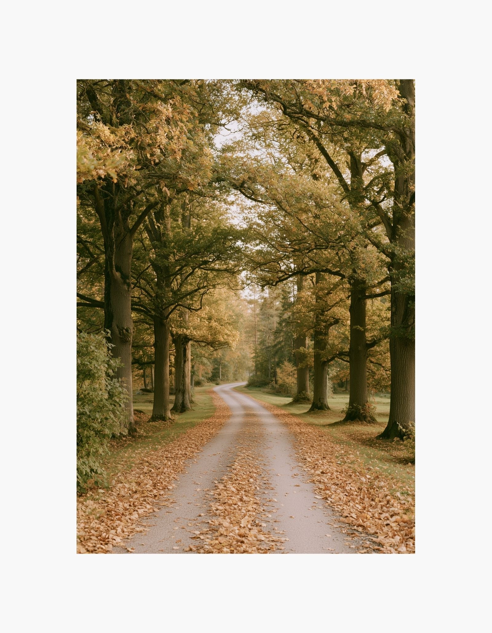 Autumn Path Poster