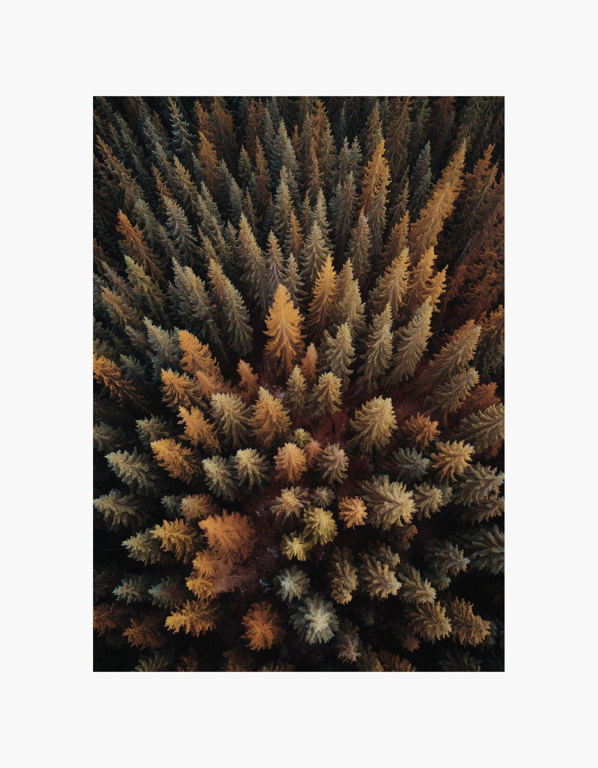 Golden Treetops Poster