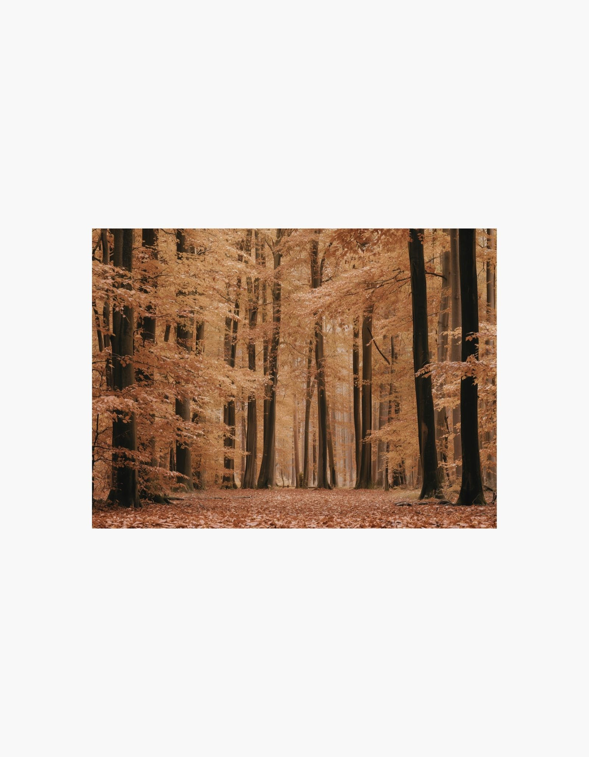 Autumn Forest Poster