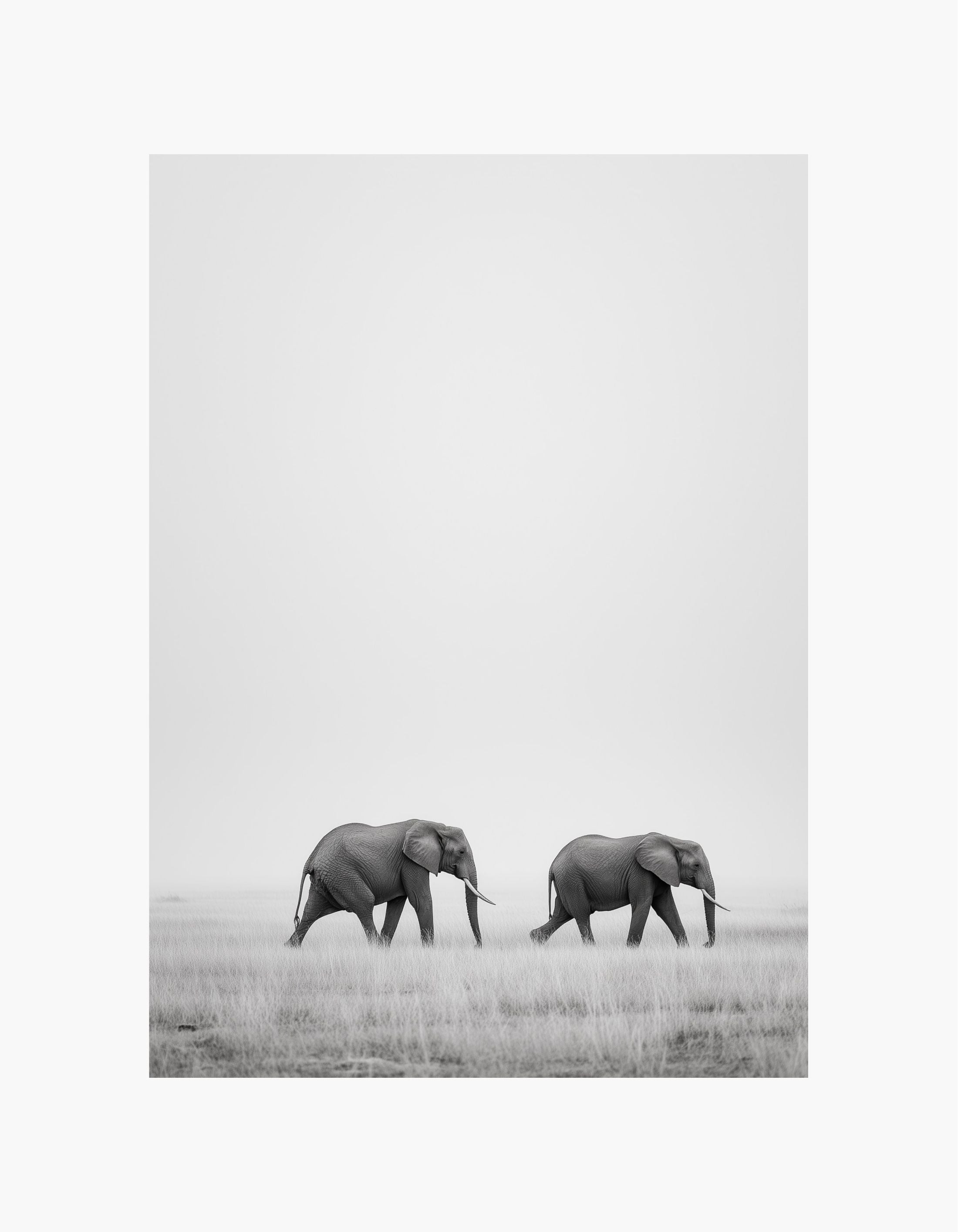Elephant Walk Poster
