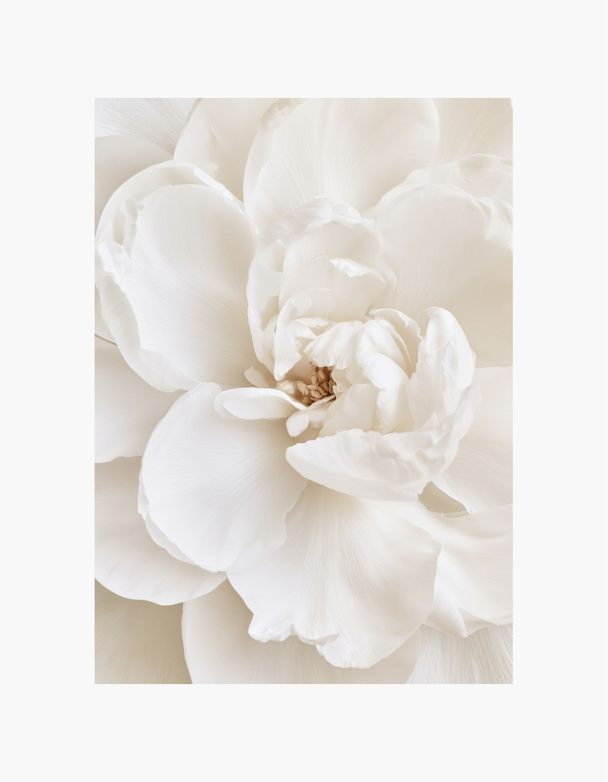 Ivory Peony Poster