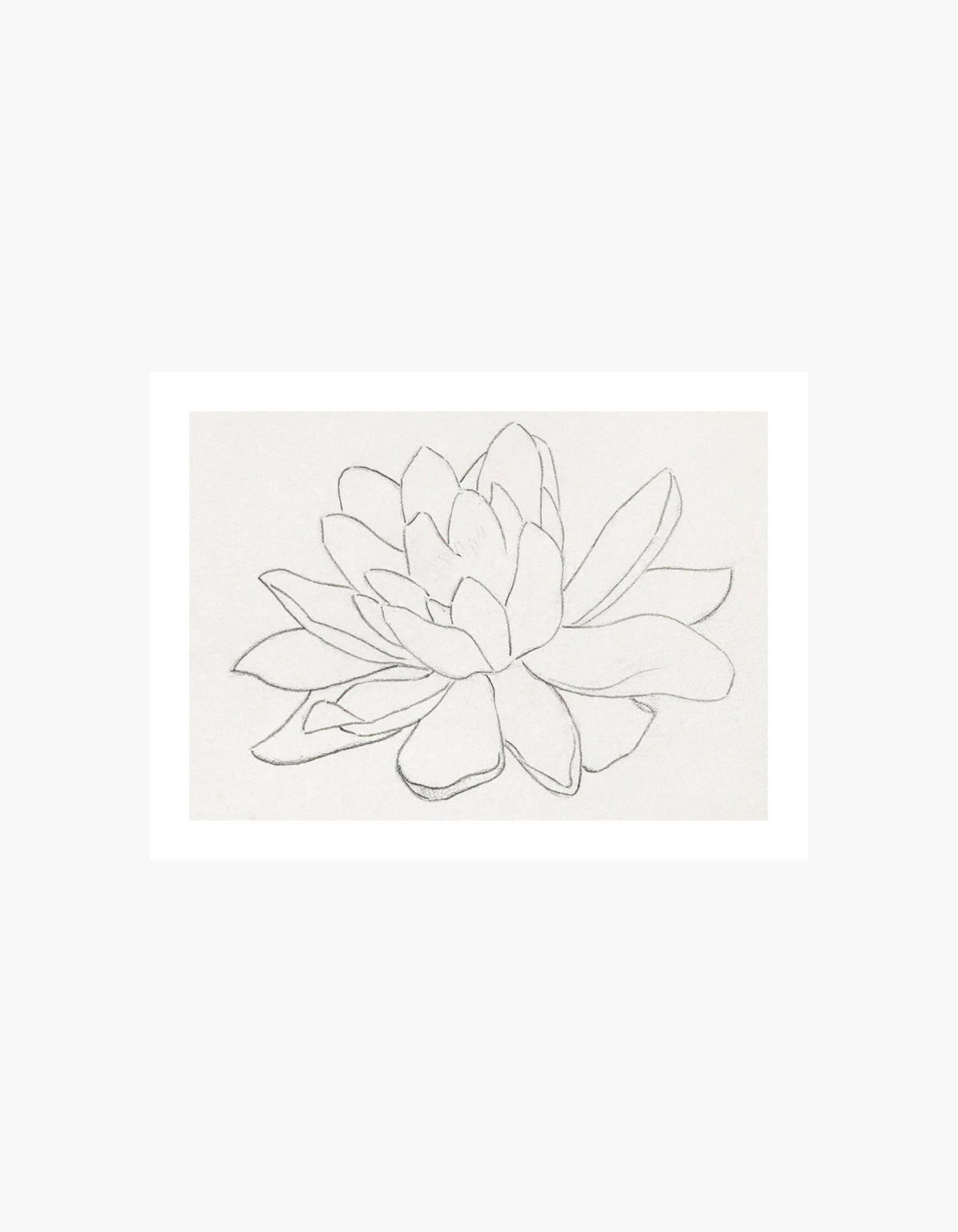 Water Lily Sketch Poster