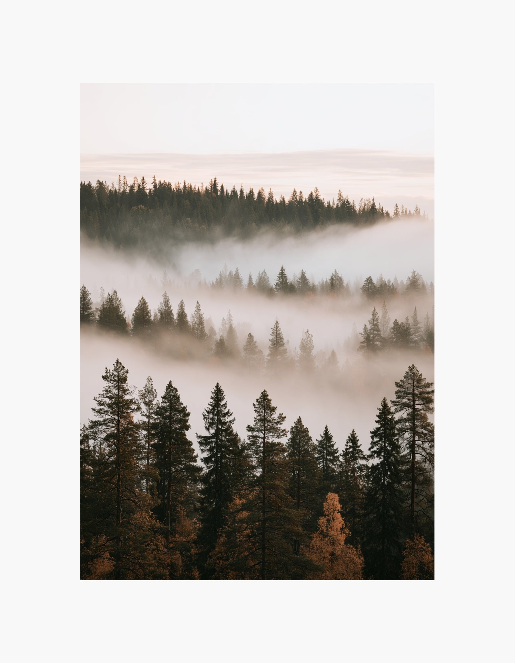 Foggy Forest Poster