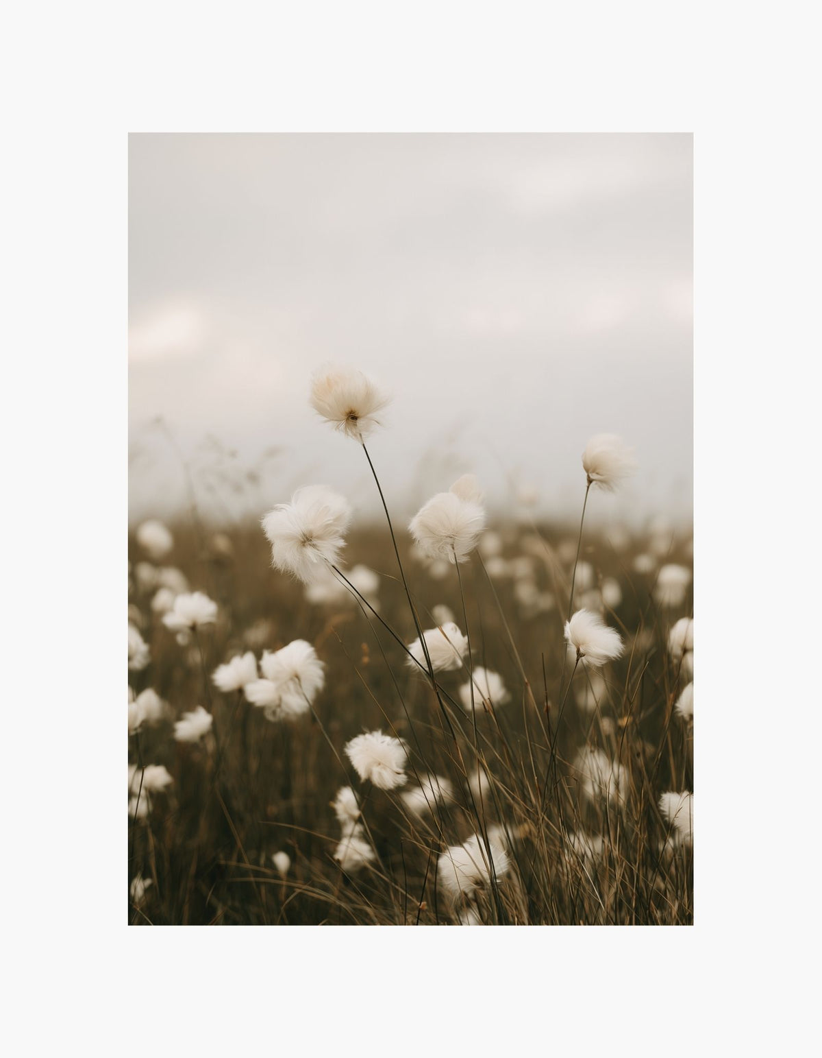 Cotton Field Poster