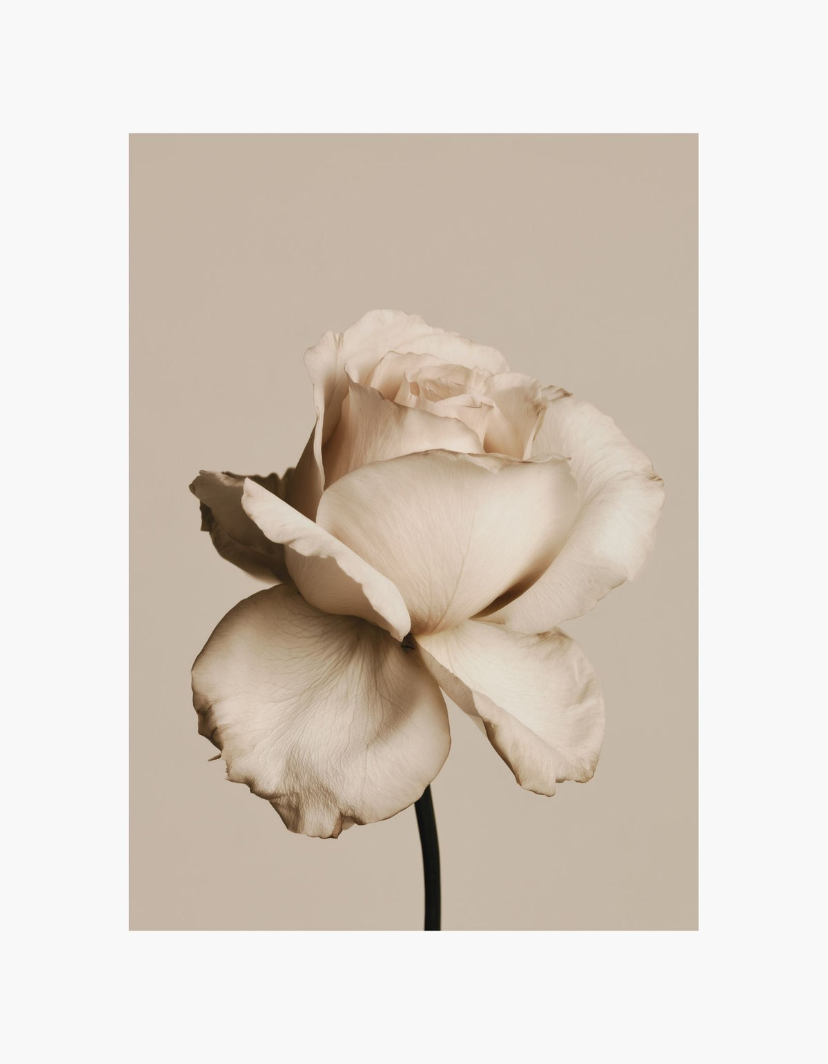 Cream Rose Poster
