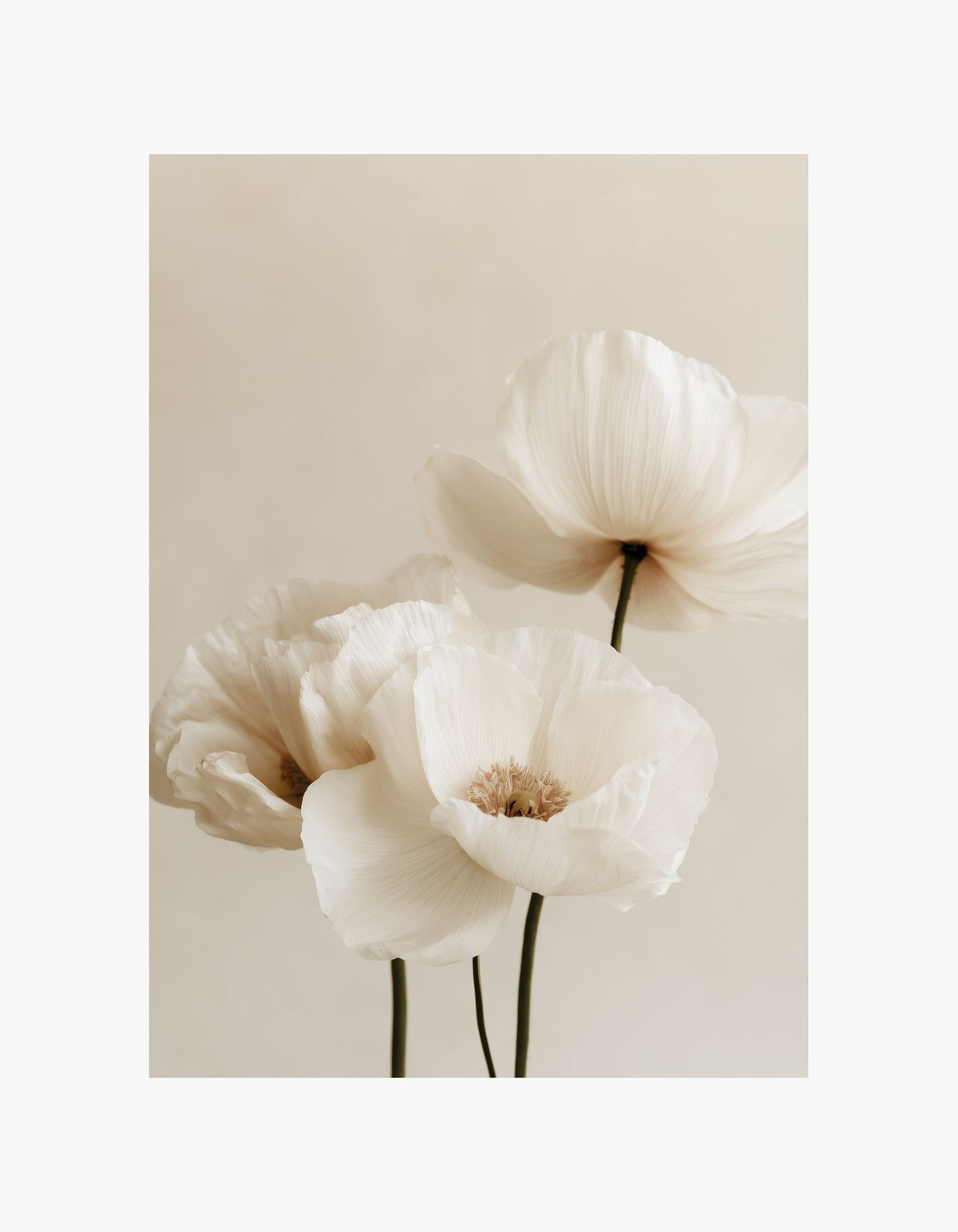 Soft Poppies Poster
