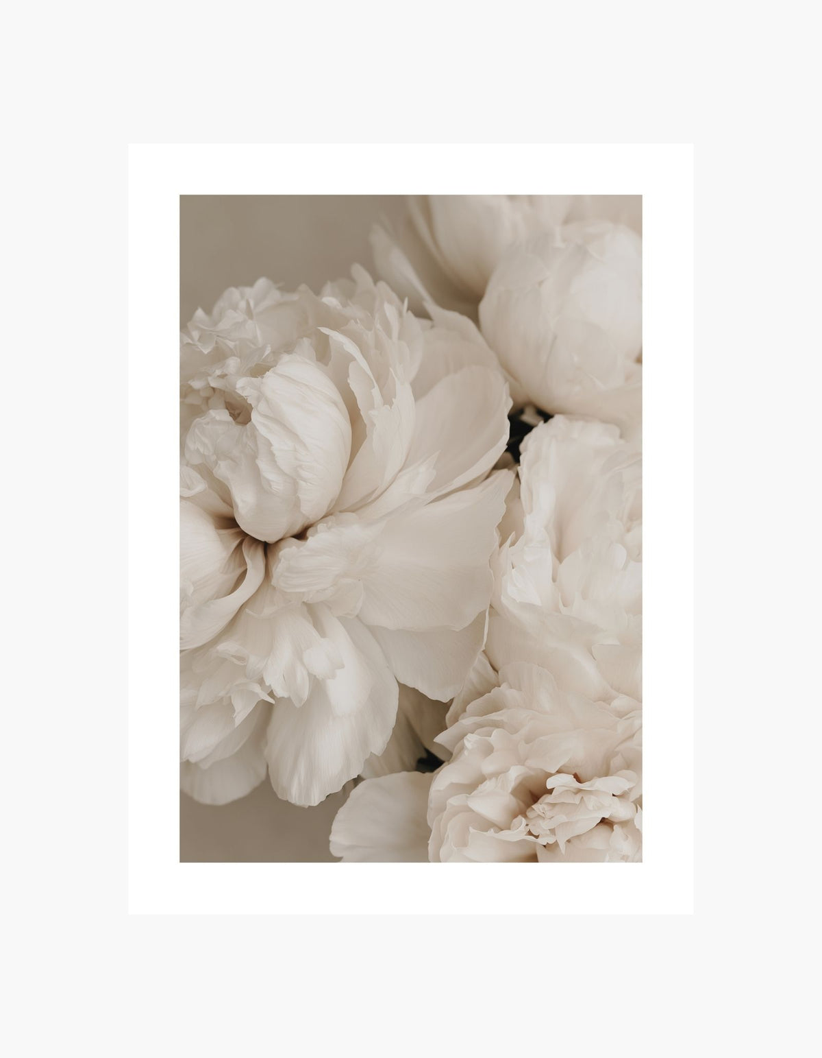 Ivory Peony Poster