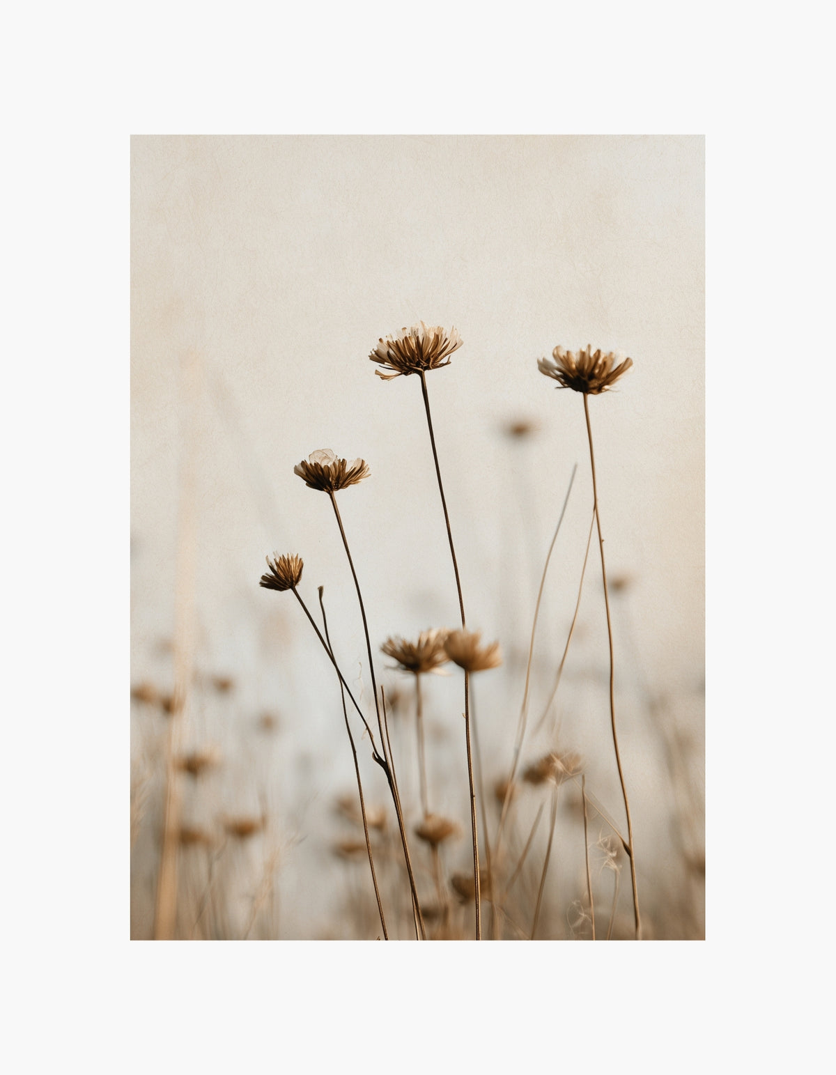 Dried Meadow Poster