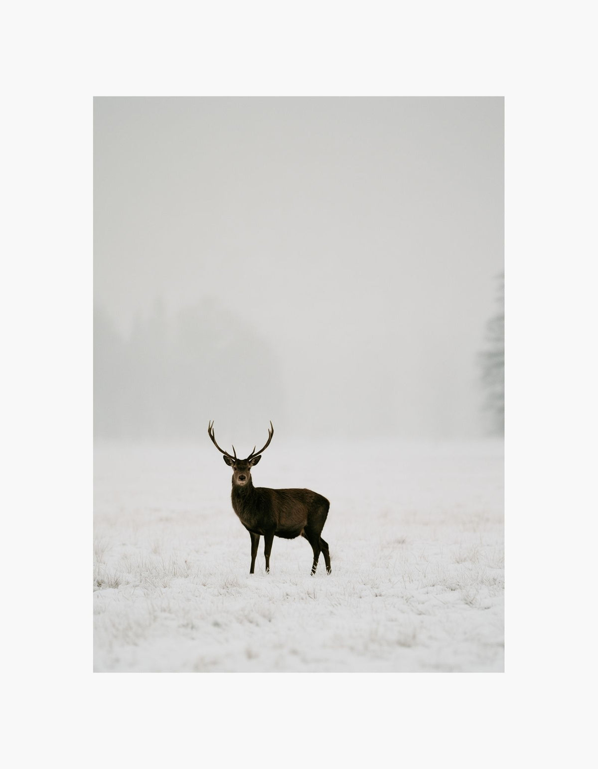 Winter Deer Poster