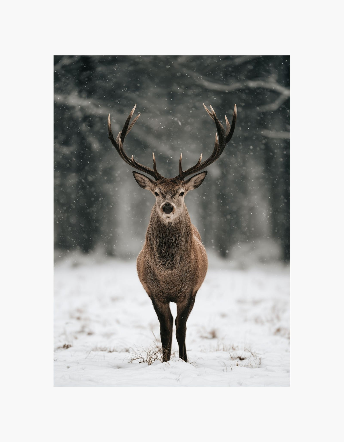 Snowfall Deer Poster