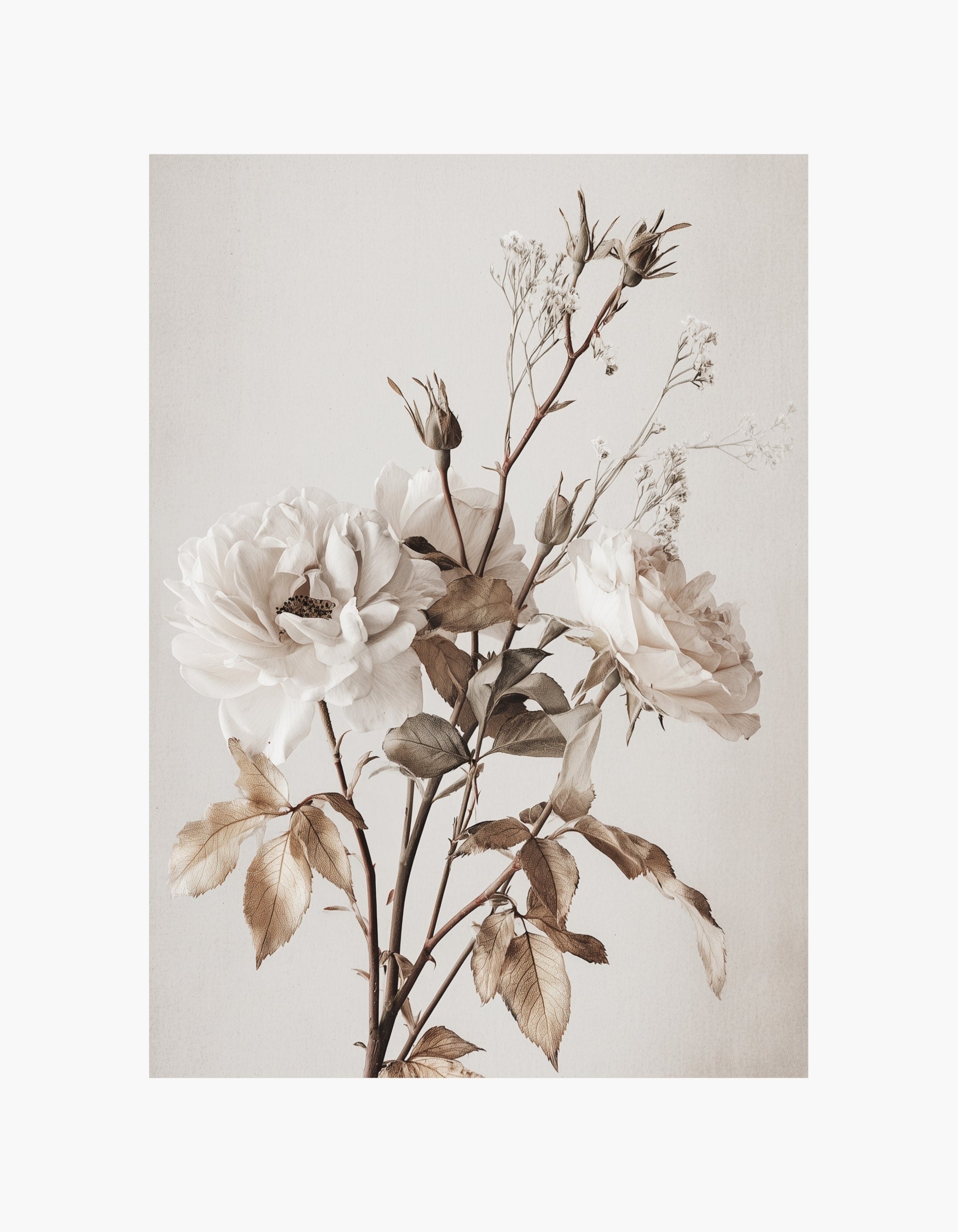 Ivory Rose No.1 Poster