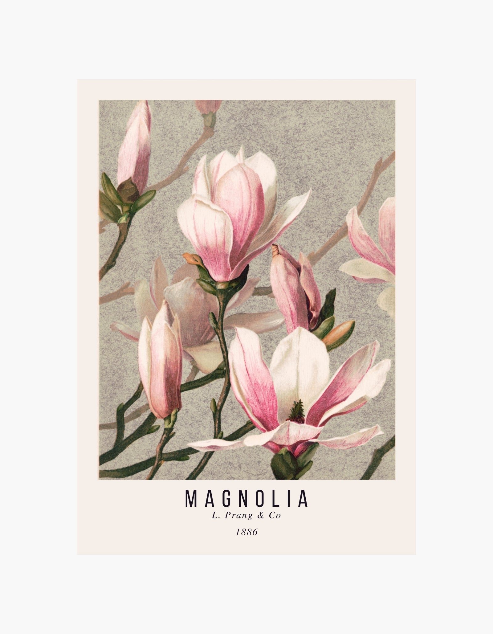 Magnolia  L. Prang & Co Botanical Poster